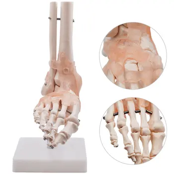 Модел стави на стъпалото на човека APHRODITE 1: 1 в пълен размер, модел глезена на човешкия крак с анатомични модели за обучение связкам
